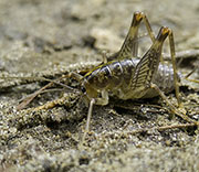 Crickets